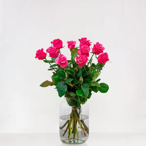 Roze rozen met grote knop